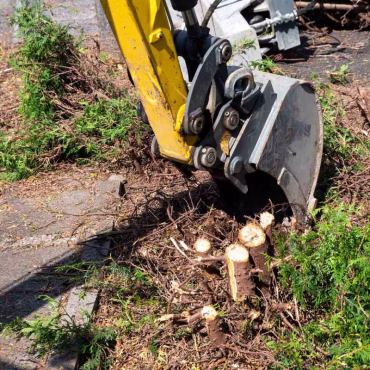 Tree & Shrub Removal