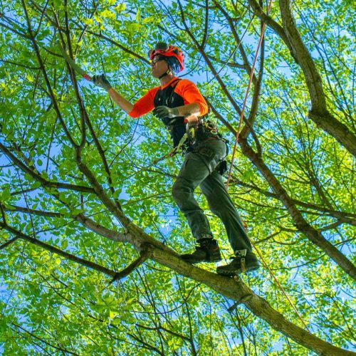 Tree Trimming & Pruning